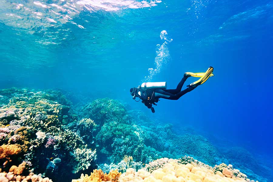 Day tour | Experience Scuba Diving At The Diving Center